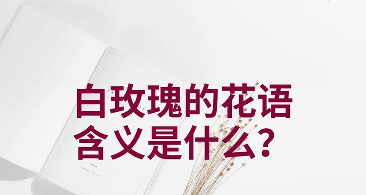 女生发送白玫瑰歌曲的含义是什么？白玫瑰歌曲的寓意是什么？