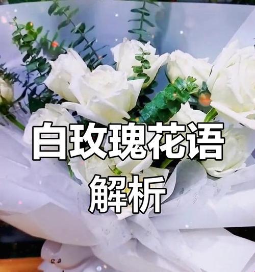 女生发送白玫瑰歌曲的含义是什么？白玫瑰歌曲的寓意是什么？