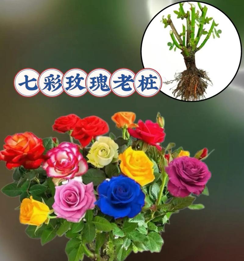 春节送玫瑰花有什么讲究？哪种玫瑰花适合在春节期间赠送？