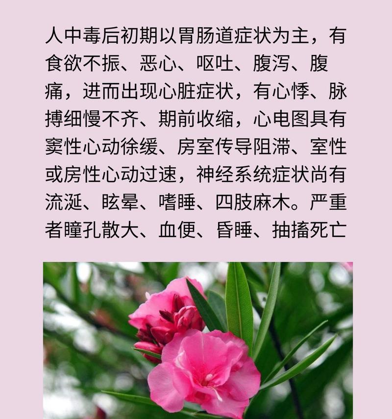 夹竹桃的花语有哪些？它在文化中象征着什么？