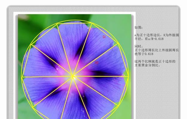 对称花卉图案有何象征意义？