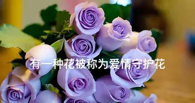 9朵玫瑰花干相框有何含义？它的花语是什么？