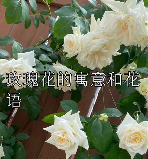 伯爵玫瑰花的含义是什么？