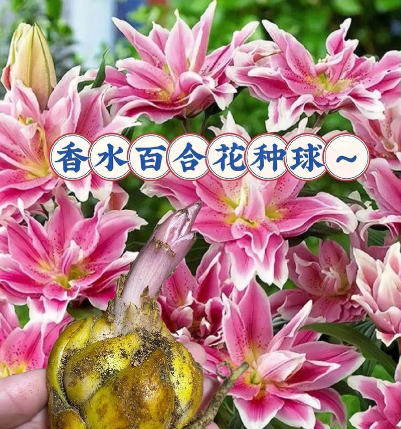 百合花代表朋友的花语是什么？百合寓意朋友的花语是什么？