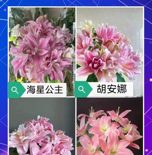 淡粉色百合花代表了什么？