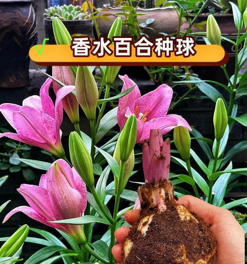 百合之美尽情绽放的含义是什么？百合花的花语有哪些？