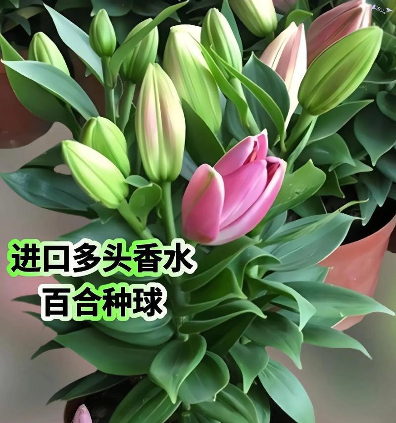 百合纯音乐笛声代表了什么？它在音乐中有何寓意？