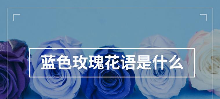 蓝色玫瑰的花语及其代表的情感是什么？