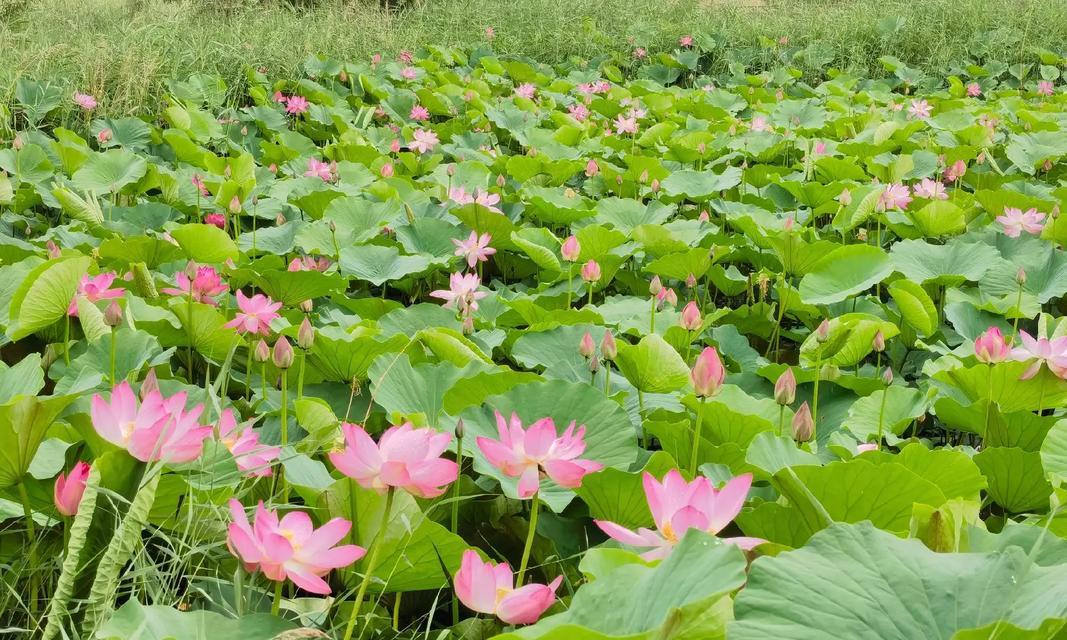 百合花“淤泥而不染”的寓意是什么？它象征着什么品质？