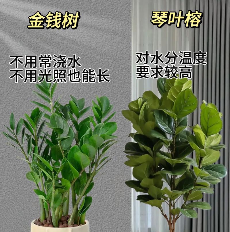 绿植小盆栽的特征有哪些？小盆栽的象征意义是什么？