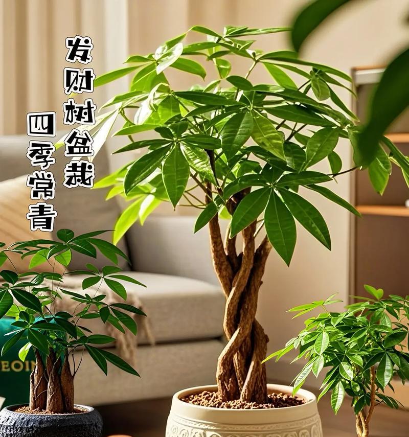 绿植小盆栽的特征有哪些？小盆栽的象征意义是什么？