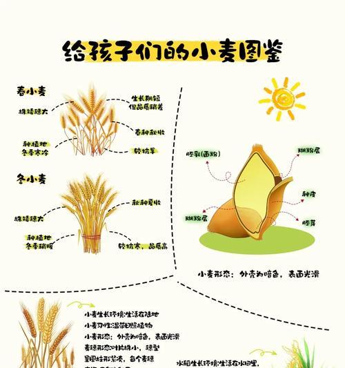 种植水稻和麦子有何寓意？为何会有人建议种植这些作物？