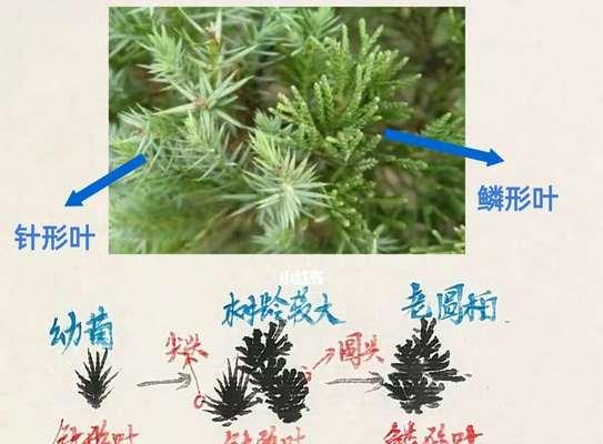 针形叶植物有哪些？它们的特性是什么？