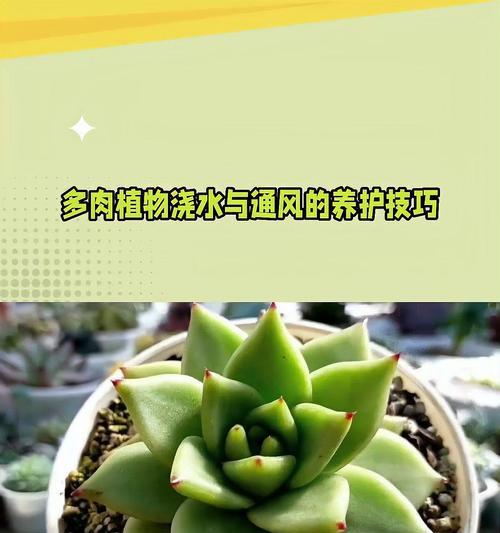 怎么养小多肉植物？小多肉植物的养护方法是什么？