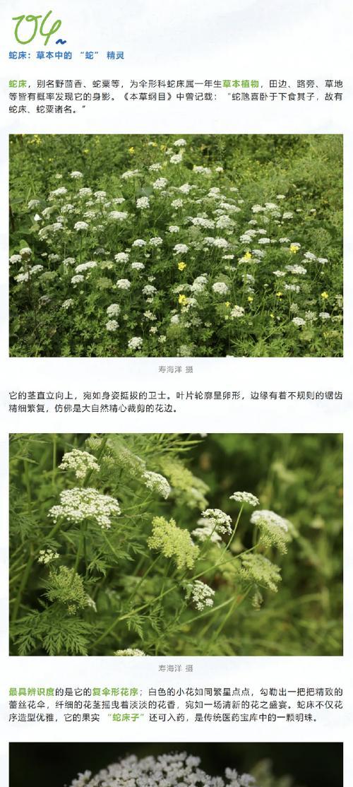 蛇类植物有哪些？它们的特性是什么？