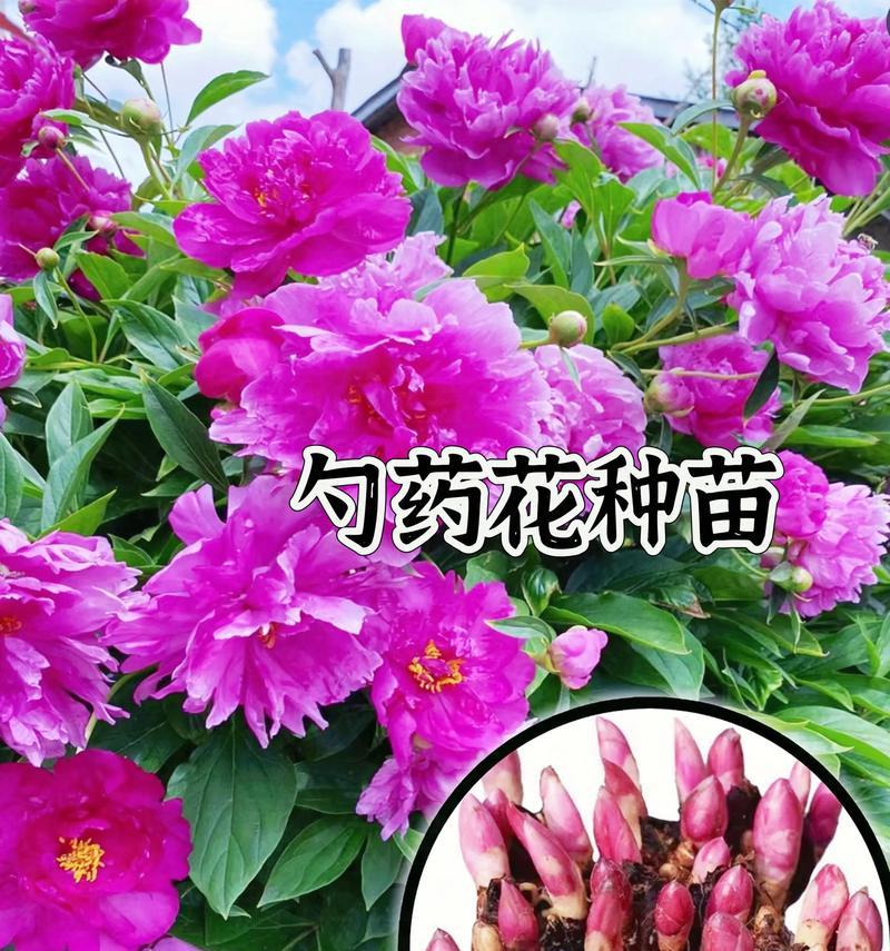 芍药花花语是什么？它在不同文化中有什么含义？