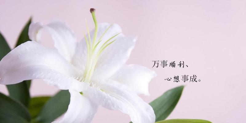 百合花拼成的图案传达了哪些花语？