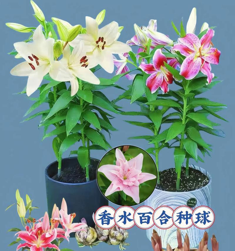 进口百合球种种植技巧是什么？如何确保高成活率？