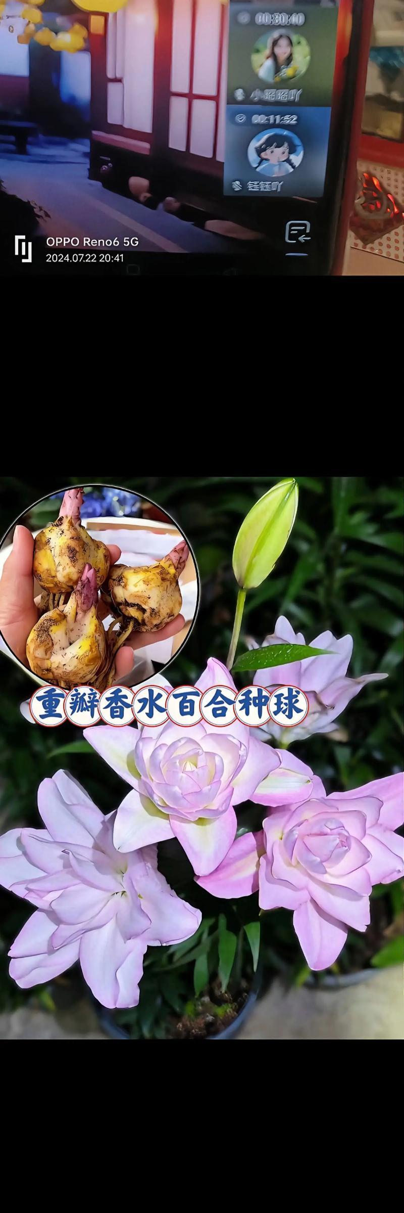 进口百合球种种植技巧是什么？如何确保高成活率？