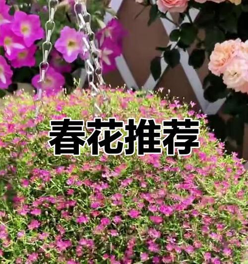 哪些花卉适合路旁种植且花期持久？如何进行日常养护？