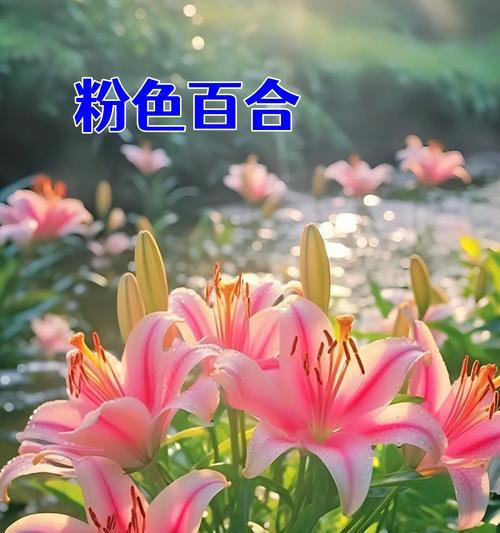 送五支百合花代表什么？花语有哪些？