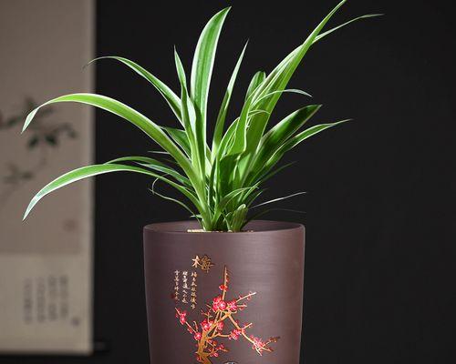 新家乔迁送什么植物好？兰花和文竹的寓意是什么？