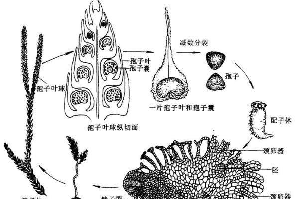 孢子植物是什么植物？它们的生长特点是什么？