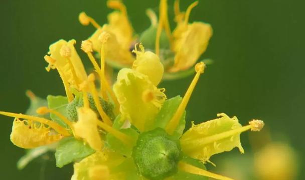 哪种植物驱蚊效果最佳？