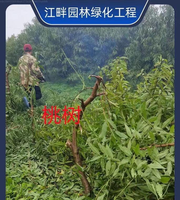 观赏大桃树的种植方法是什么？