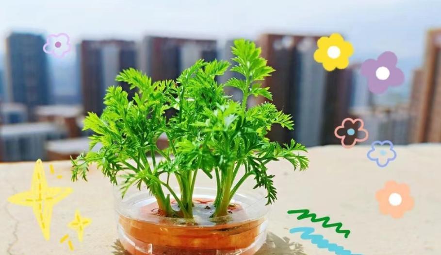 盆栽植物萝卜头的学名是什么？