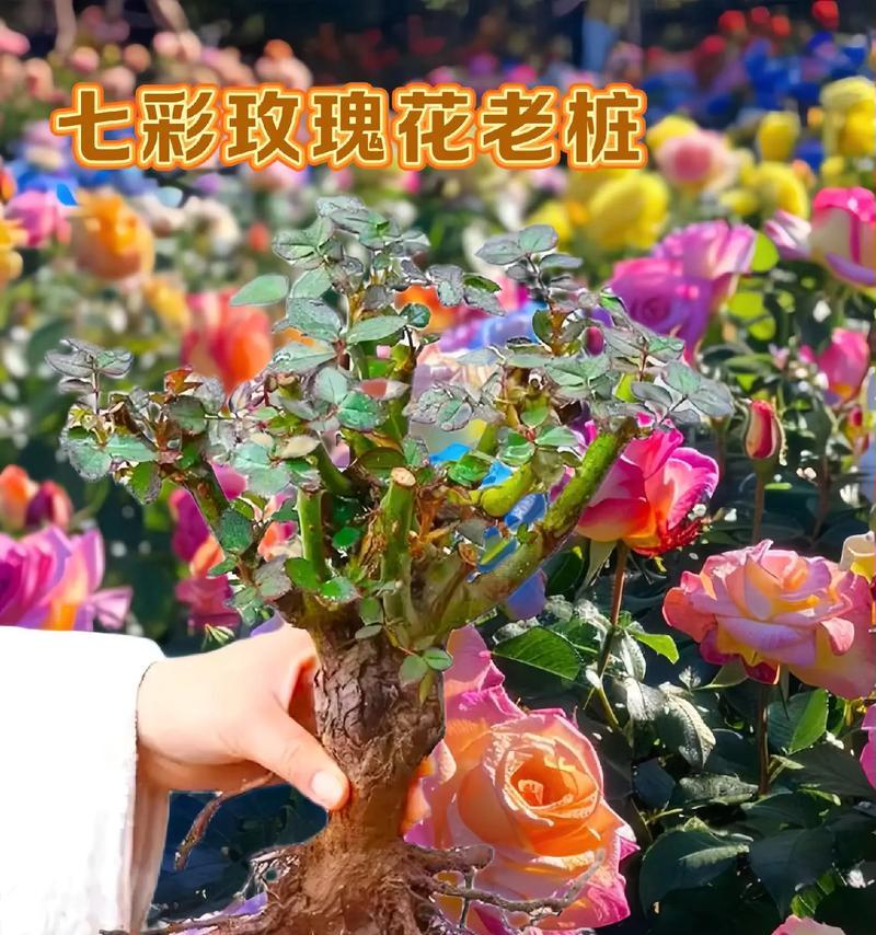 玫瑰花串的含义是什么？玫瑰花串代表的花语是什么？