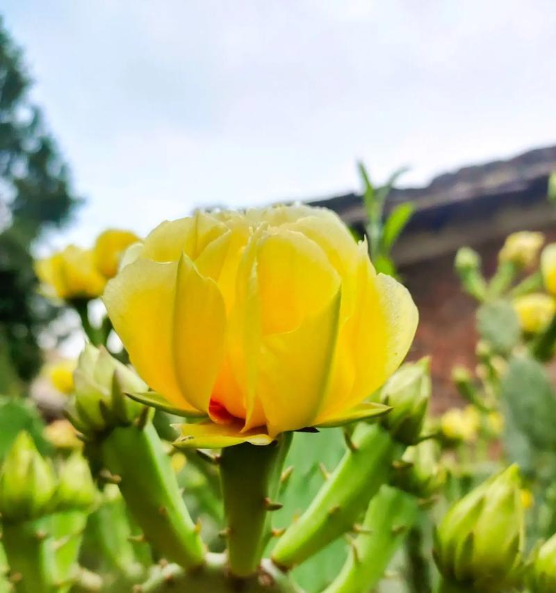 龙鳞盆栽有何花语？龙鳞盆栽的花语是什么意思？