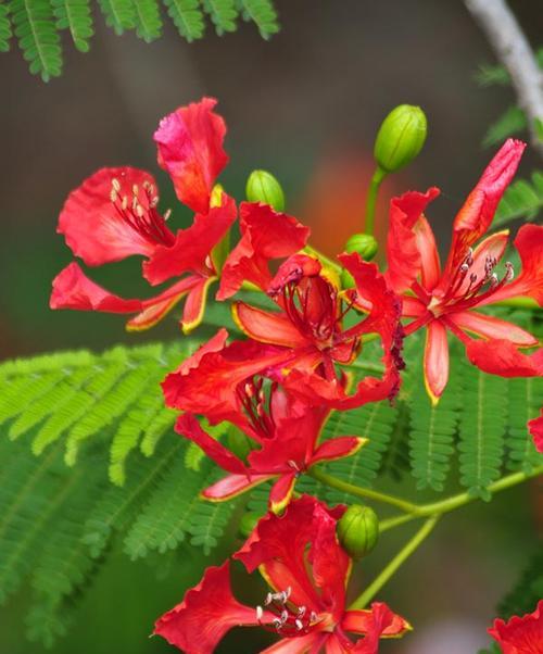 龙鳞盆栽有何花语？龙鳞盆栽的花语是什么意思？