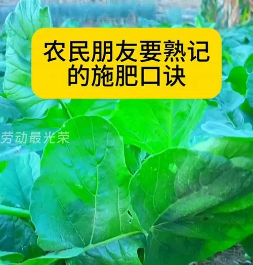 植物需要施哪种肥料？施肥的正确方法是什么？