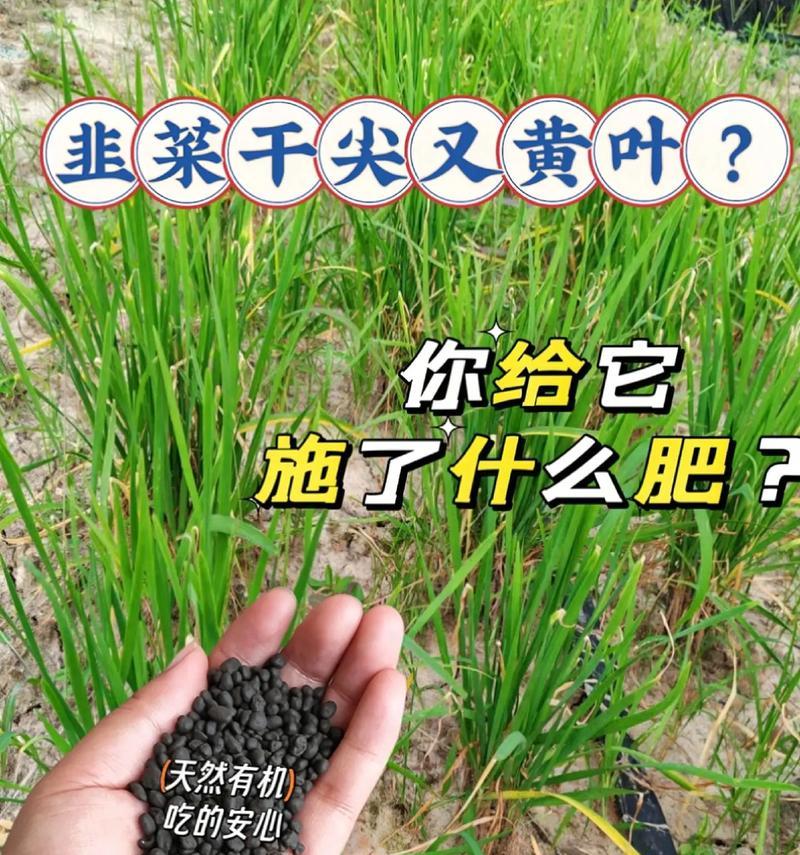 植物需要施哪种肥料？施肥的正确方法是什么？