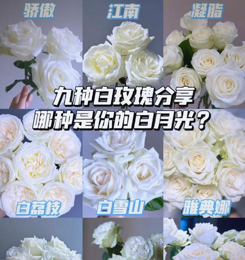 11支白玫瑰代表什么含义？白玫瑰花语有哪些？