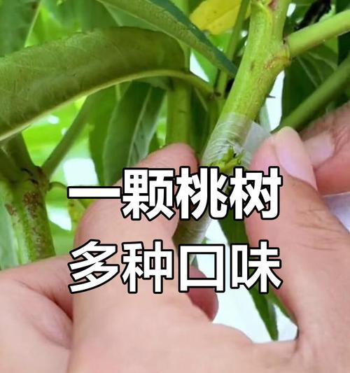 6年桃树怎么嫁接？桃树嫁接的最佳时间和方法是什么？